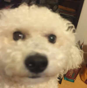 Meet your Posher, Iris